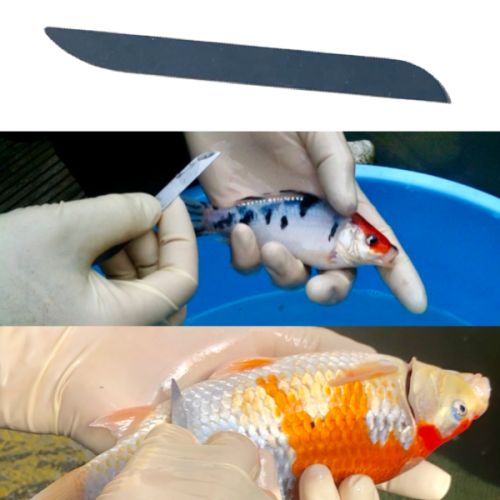 Hegau-Koi Schaber für Haut- und Kiemenabstrich